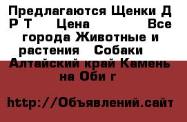 Предлагаются Щенки Д.Р.Т.  › Цена ­ 15 000 - Все города Животные и растения » Собаки   . Алтайский край,Камень-на-Оби г.